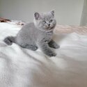 Pedigree Blue British Shorthair Kittens-5
