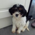 Cavachon Puppy-2