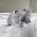 Pedigree Blue British Shorthair Kittens-1