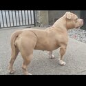 Pocket bully -0