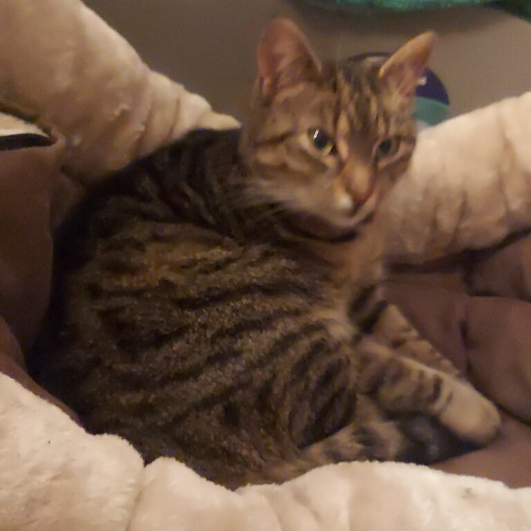 Female friendly tabby