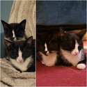 Adorable Abandoned Kittens for Rehoming-3
