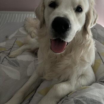 Need to rehome my golden retriever 