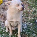 Koby has been REHOMED-2