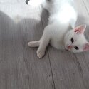 Beautiful kitten for sale -5