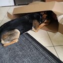 German Shepard/rotweiler girl needing a home-1