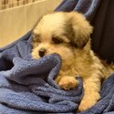 Beautiful Bichon/Shih-Tzu Puppies-3