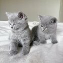 Pedigree Blue British Shorthair Kittens-2