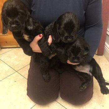 Black cocker spaniels 