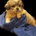 Beautiful Bichon/Shih-Tzu Puppies-5