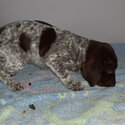 German shorthaird pointer pups for sale