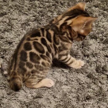 Healthy Bengal Kitten for Sale