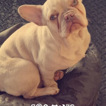 French bulldog 8 months