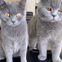 British shorthair kitten -0