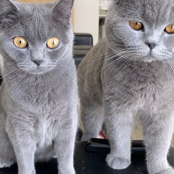 British shorthair kitten 