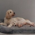 Penny - 18month old Goldendoodle-2