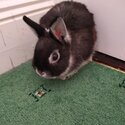 Neatherlands dwarf rabbits and lion head rabbit 8 months old -5
