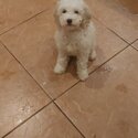 Cavachon maltipoo cross-0