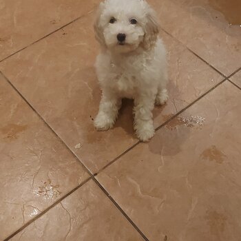 Cavachon maltipoo cross