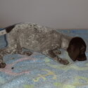 German shorthaird pointer pups for sale