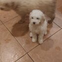 Cavachon maltipoo cross-1