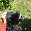 Harry is a beautiful, loving, friendly Borador (retriever/collie/setter mix). Quiet and loving.-0