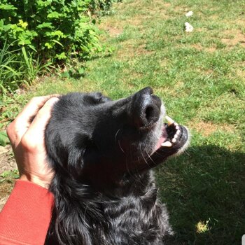 Harry is a beautiful, loving, friendly Borador (retriever/collie/setter mix). Quiet and loving.