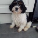 Cavachon Puppy-3