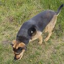 German Shepard/rotweiler girl needing a home-4