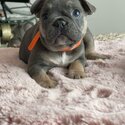 french bulldog-1