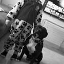 Staffy in need of new home -3