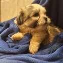 Beautiful Bichon/Shih-Tzu Puppies-2