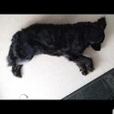 Harry is a beautiful, loving, friendly Borador (retriever/collie/setter mix). Quiet and loving.