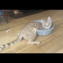 Much Loved Ginger Cat For Adoption-1
