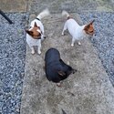 3 jacks russels for adoption -4