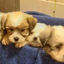 Beautiful Bichon/Shih-Tzu Puppies-4