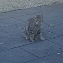 2yr old tabby for rehoming -1