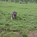 French bulldog -2