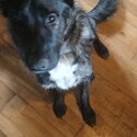 German shepherd -0