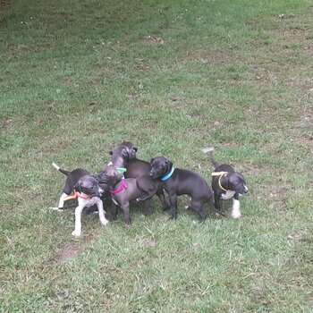 Italian greyhound pups