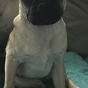 Female Jug, 10 mths-4