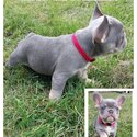 Beautiful French bulldogs. Top blood lines -3