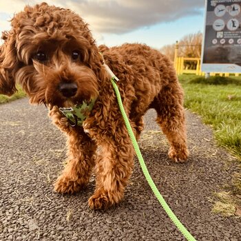 Cavapoo for sale