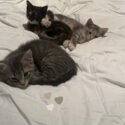 Kittens for sale.-3