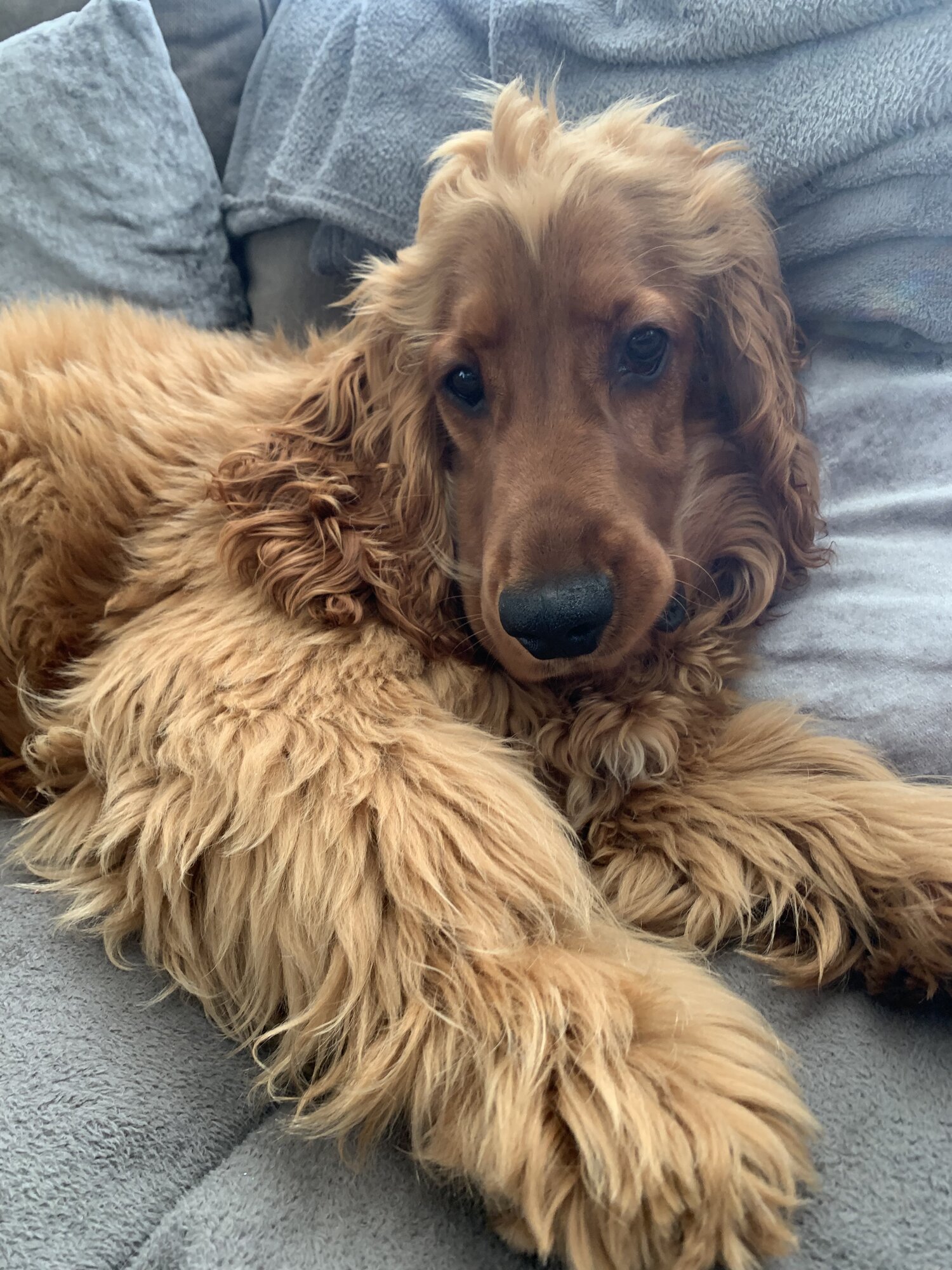 I Am Looking For A Good Home For My 8 Month Cocker Spaniel