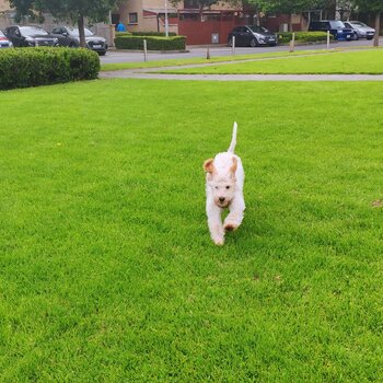 Cockapoo for sale