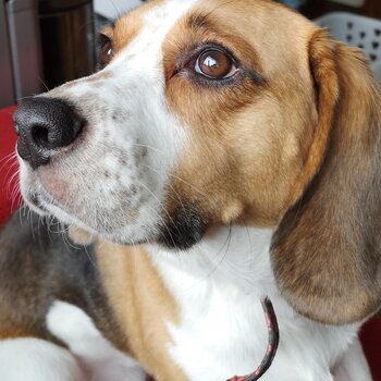 Barry Gibb The Beagle