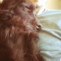 Harry is a beautiful, loving, friendly Borador (retriever/collie/setter mix). Quiet and loving.