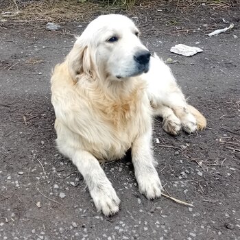 Purebred Golden retriever young dogs 