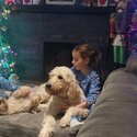 Penny - 18month old Goldendoodle-5